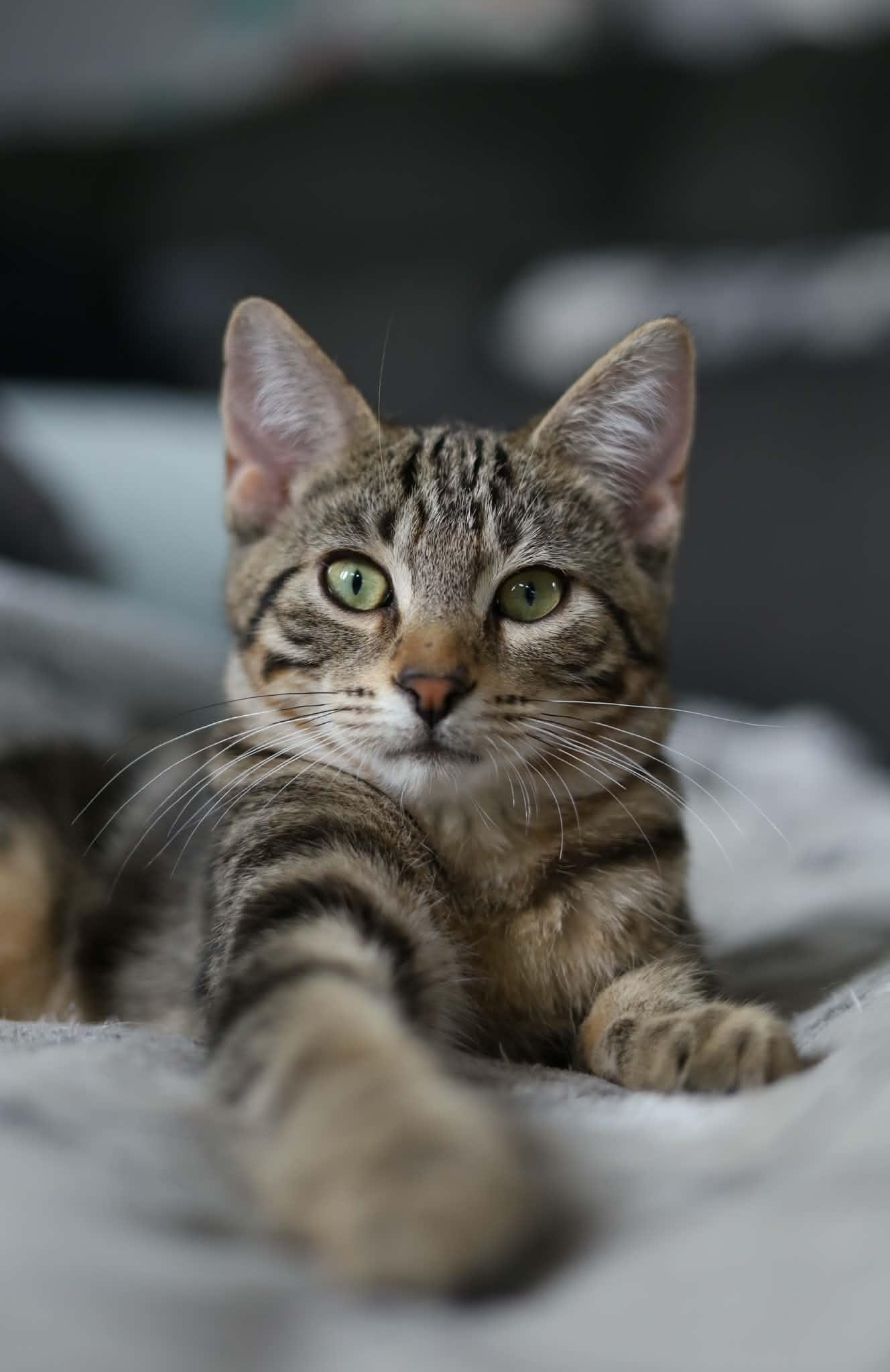 Enlarge Clay, a Adoptable Domestic Short Hair in Steinbach, MB image 2/6