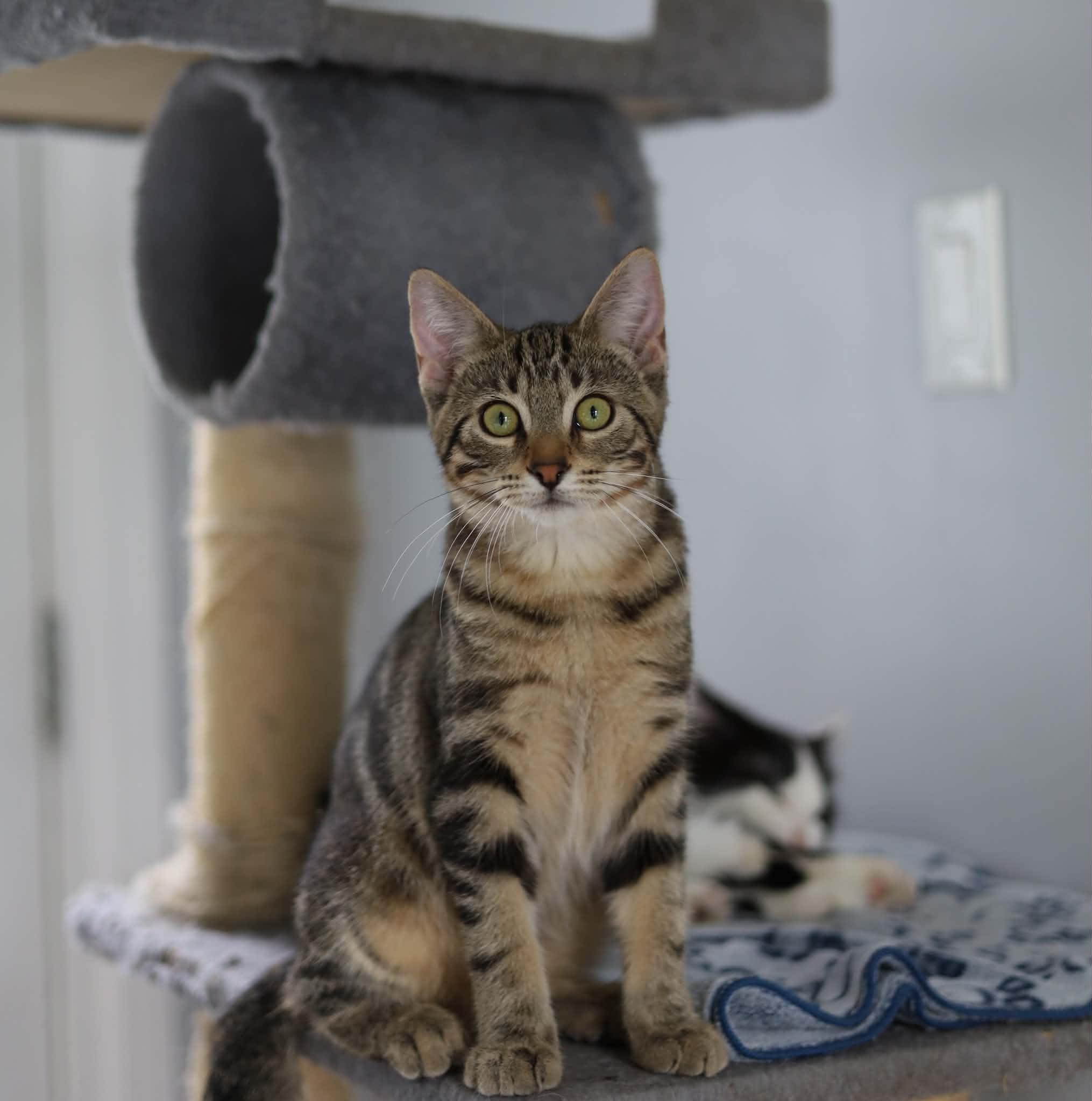 Enlarge Clay, a Adoptable Domestic Short Hair in Steinbach, MB image 3/6
