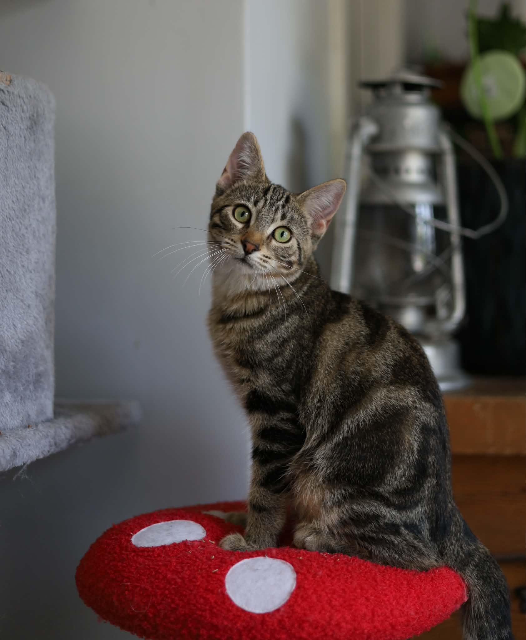Enlarge Clay, a Adoptable Domestic Short Hair in Steinbach, MB image 4/6