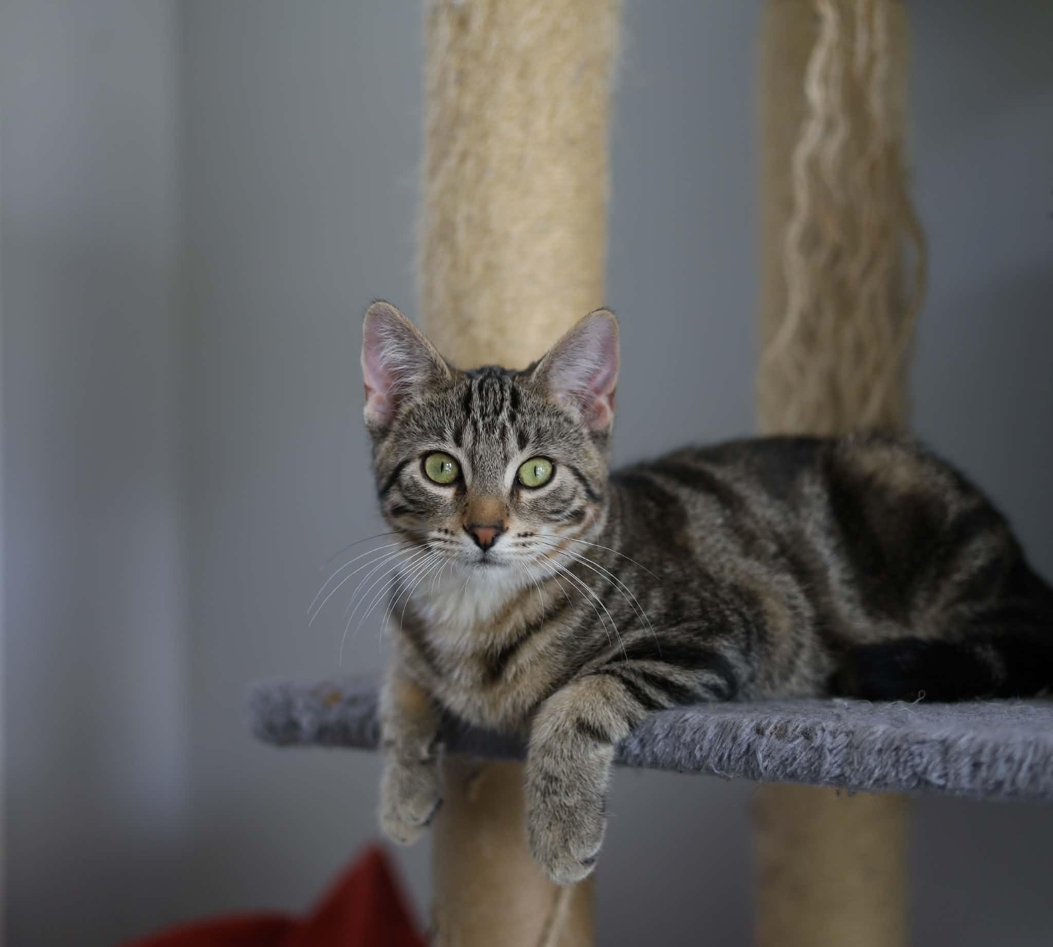 Enlarge Clay, a Adoptable Domestic Short Hair in Steinbach, MB image 5/6