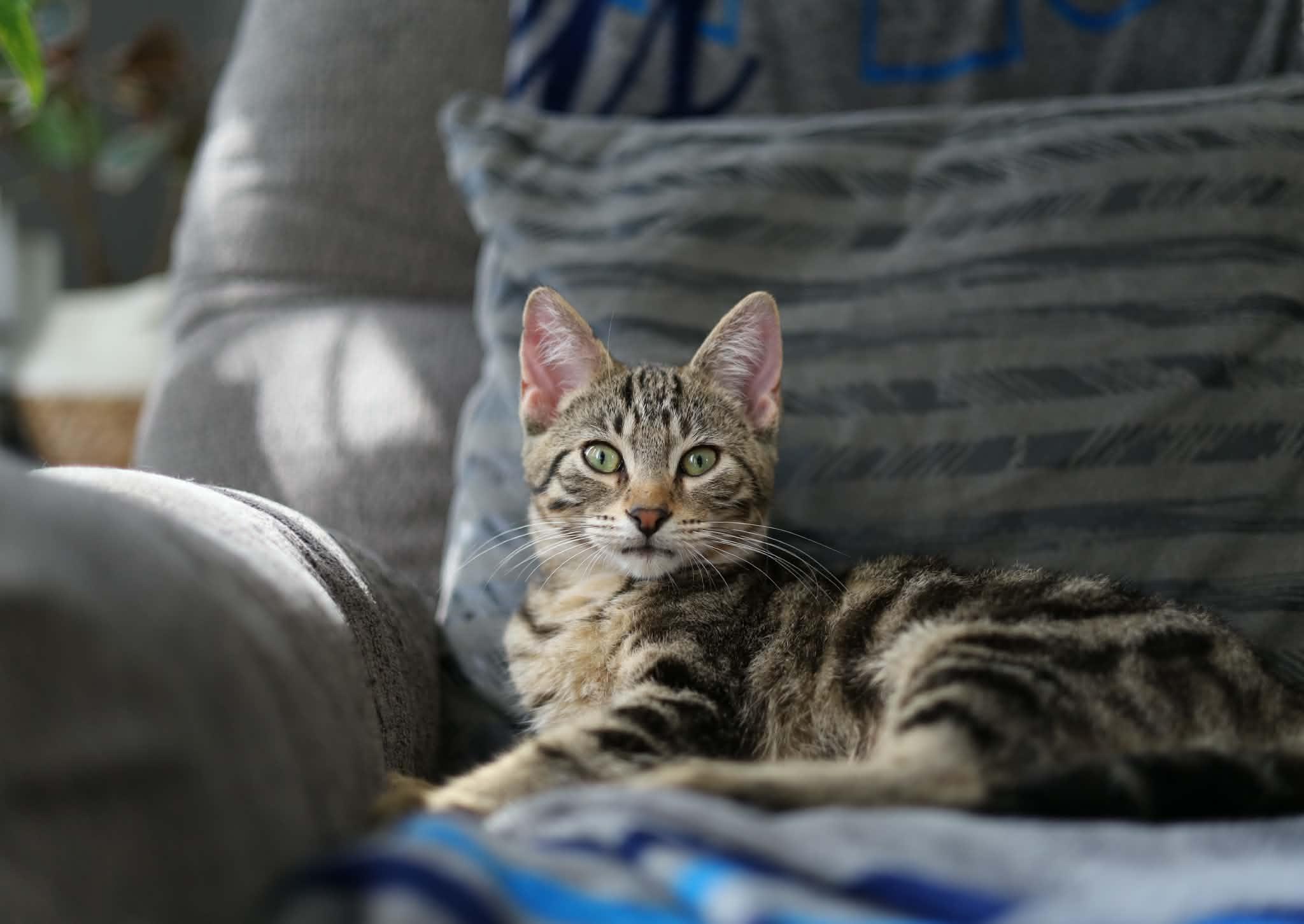 Enlarge Clay, a Adoptable Domestic Short Hair in Steinbach, MB image 6/6