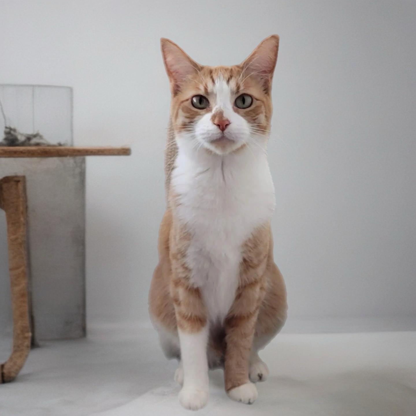 Michi, Adoptable, Kitten Female Domestic Short Hair.