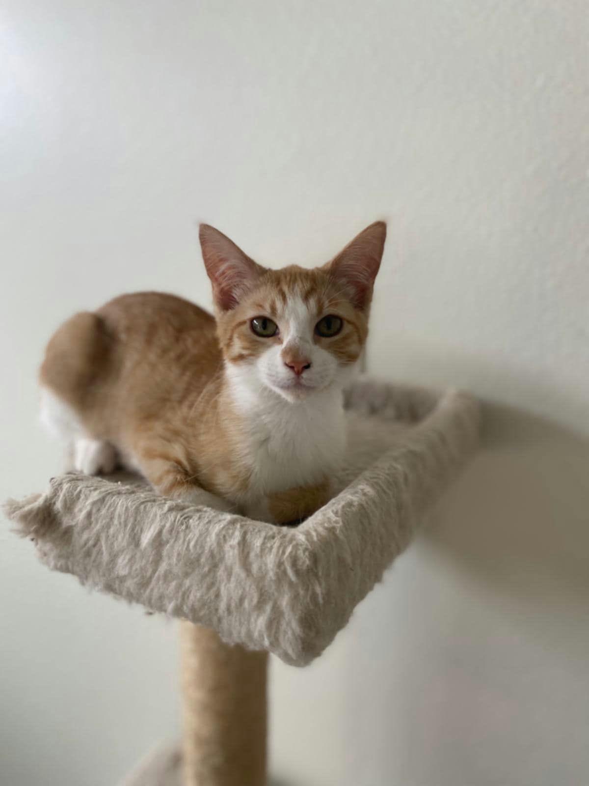 Enlarge Michi, a Adoptable Domestic Short Hair in Houston, TX image 5/5