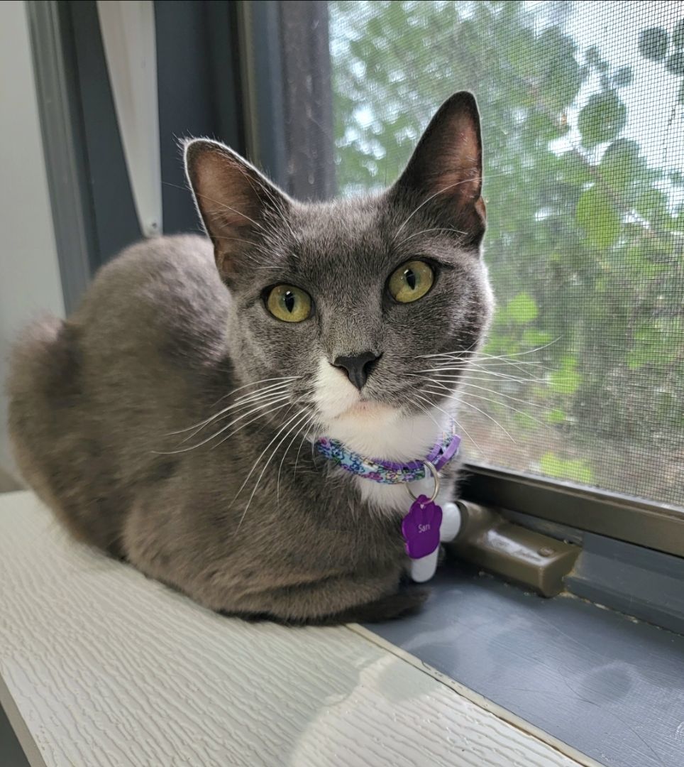 Enlarge SARI, an adoptable Domestic Short Hair in Grand Rapids, MI image 3/5