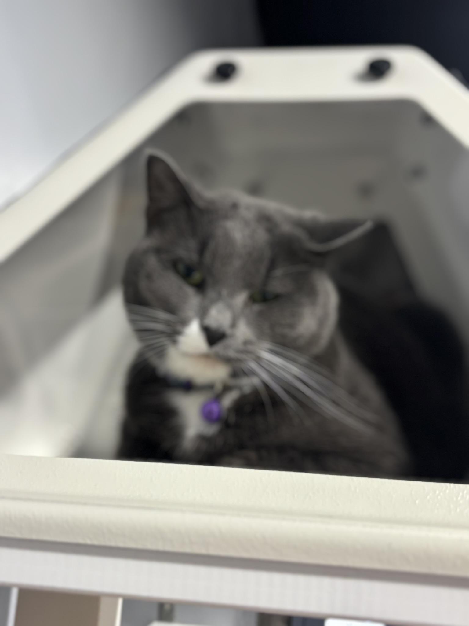 Enlarge SARI, an adoptable Domestic Short Hair in Grand Rapids, MI image 2/5