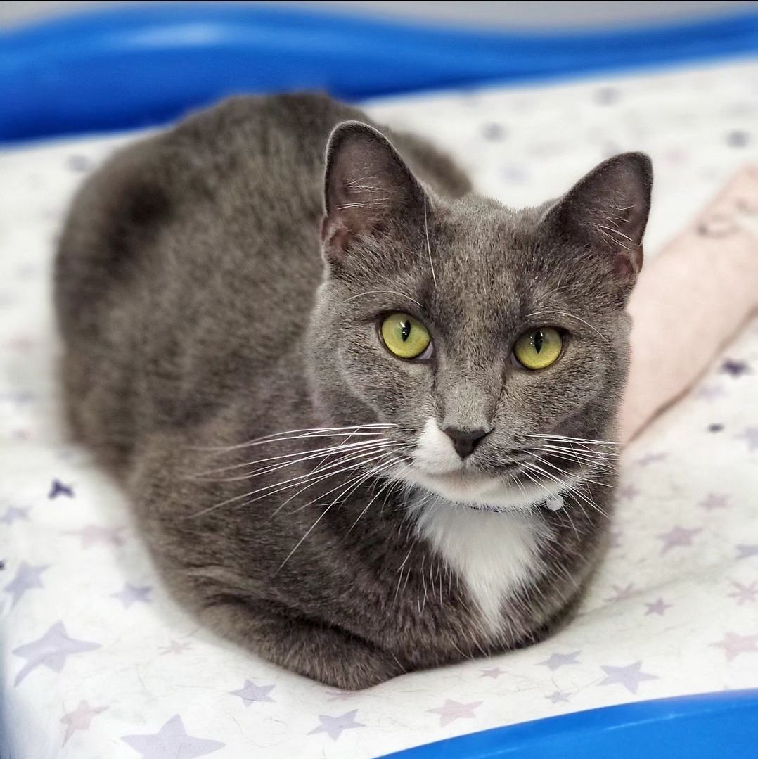 SARI, adoptable, Adult Female Domestic Short Hair.