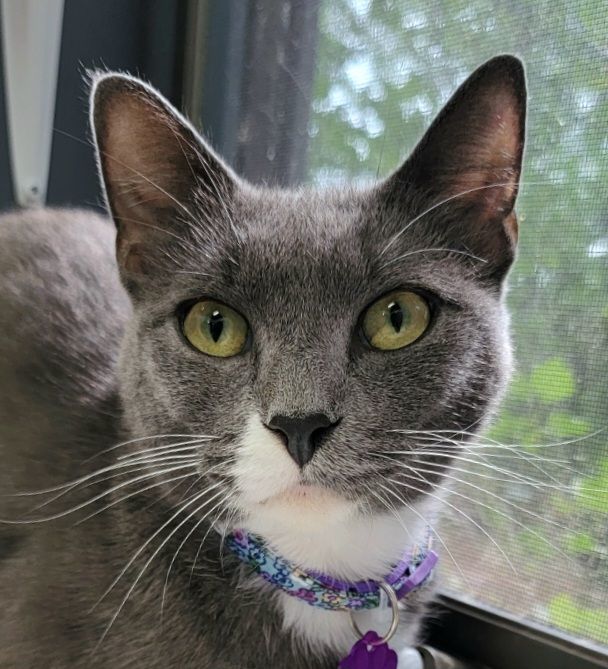 Enlarge SARI, an adoptable Domestic Short Hair in Grand Rapids, MI image 4/5