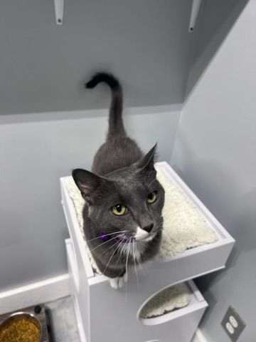 Enlarge SARI, an adoptable Domestic Short Hair in Grand Rapids, MI image 5/5