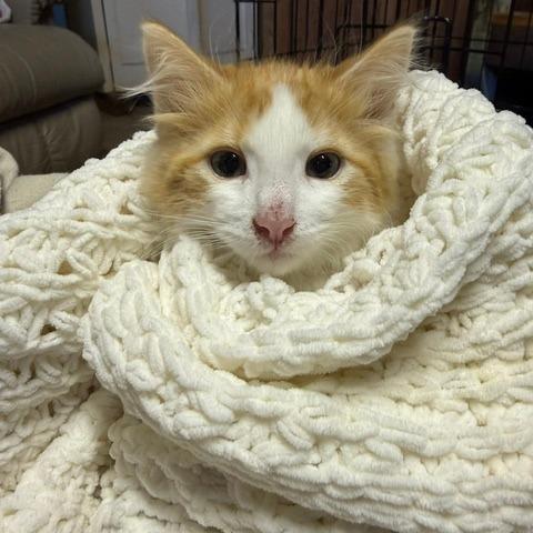 Enlarge Elroy, a Adoptable Domestic Long Hair in Estacada, OR image 1/1
