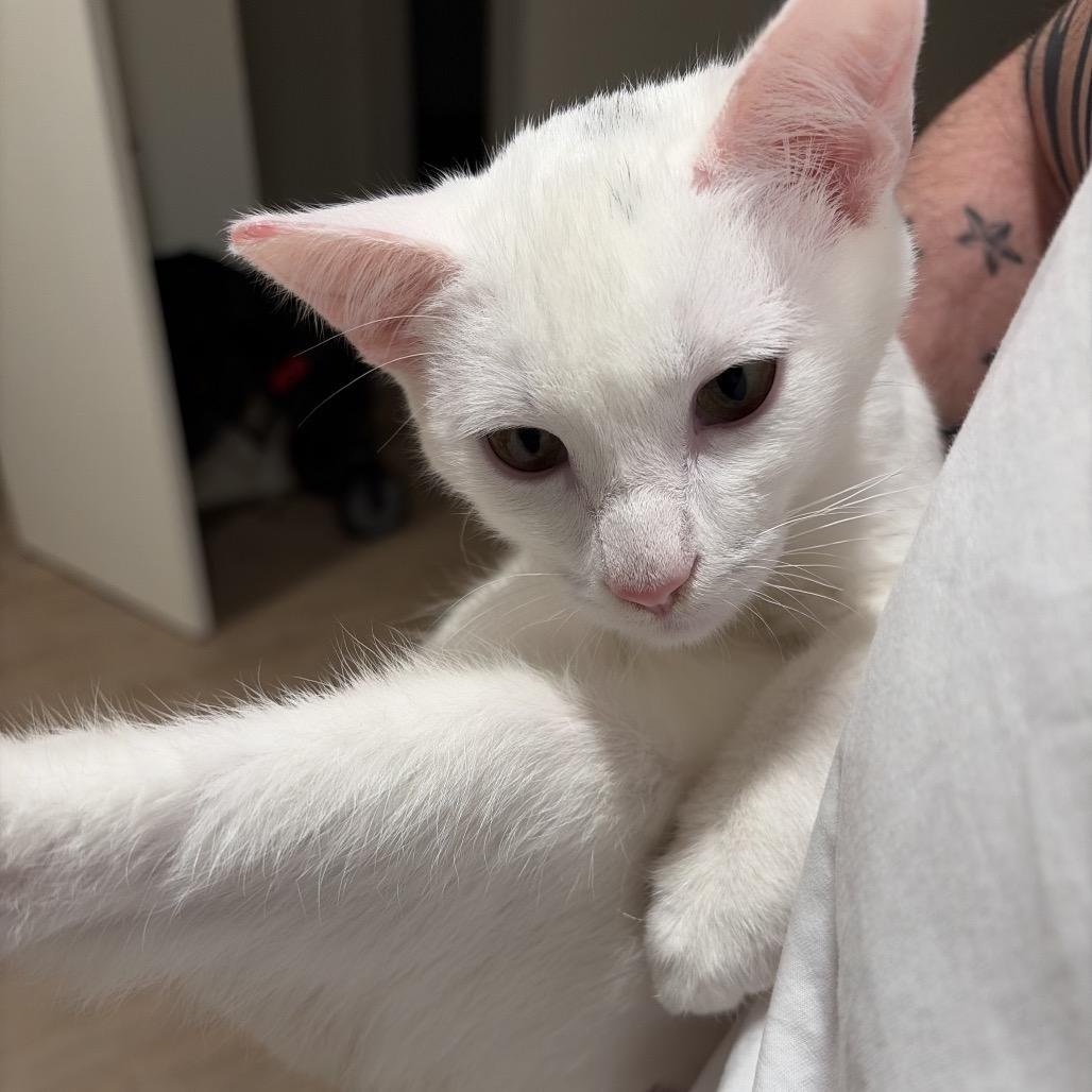 Vanilla Ice, Adoptable, Young Male Domestic Short Hair.