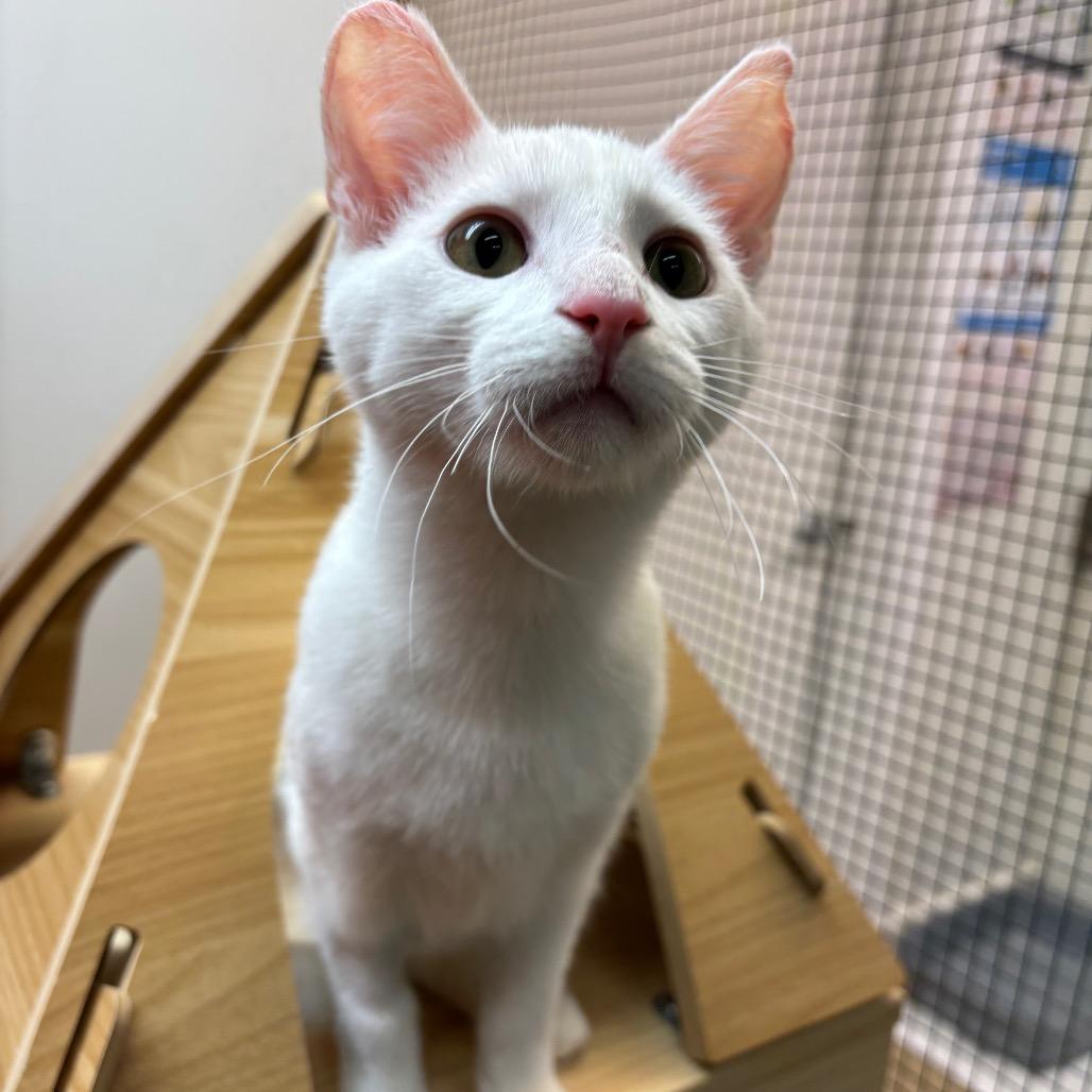 Enlarge Vanilla Ice, a Adoptable Domestic Short Hair in Morgan Hill, CA image 2/4