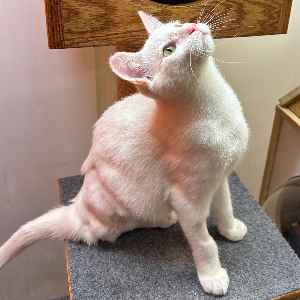 Enlarge Vanilla Ice, a Adoptable Domestic Short Hair in Morgan Hill, CA image 3/4