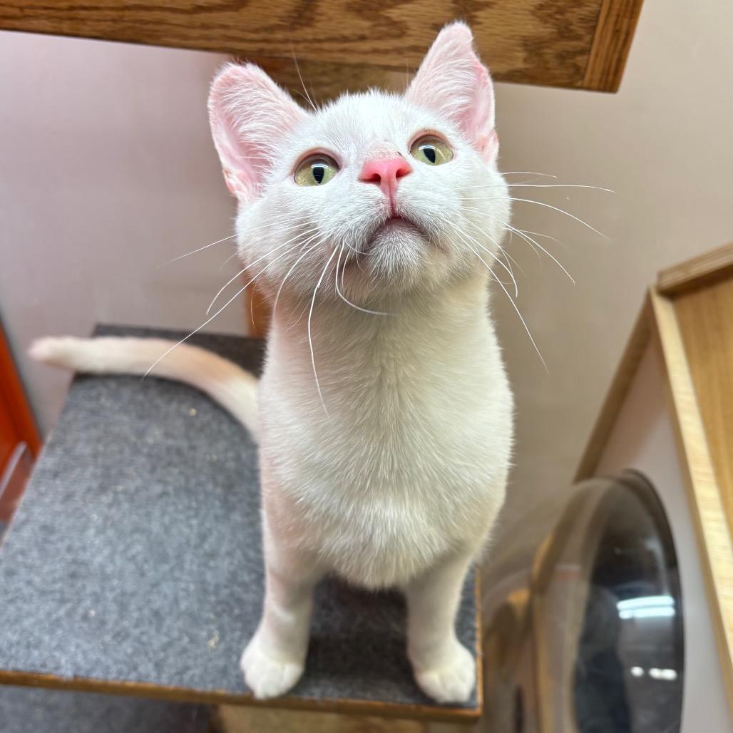 Enlarge Vanilla Ice, a Adoptable Domestic Short Hair in Morgan Hill, CA image 4/4