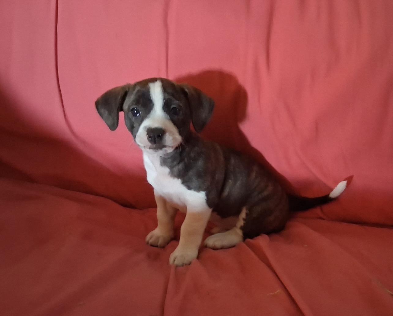 Opal (in foster home), adopted, Puppy Female Labrador Retriever & Pointer.