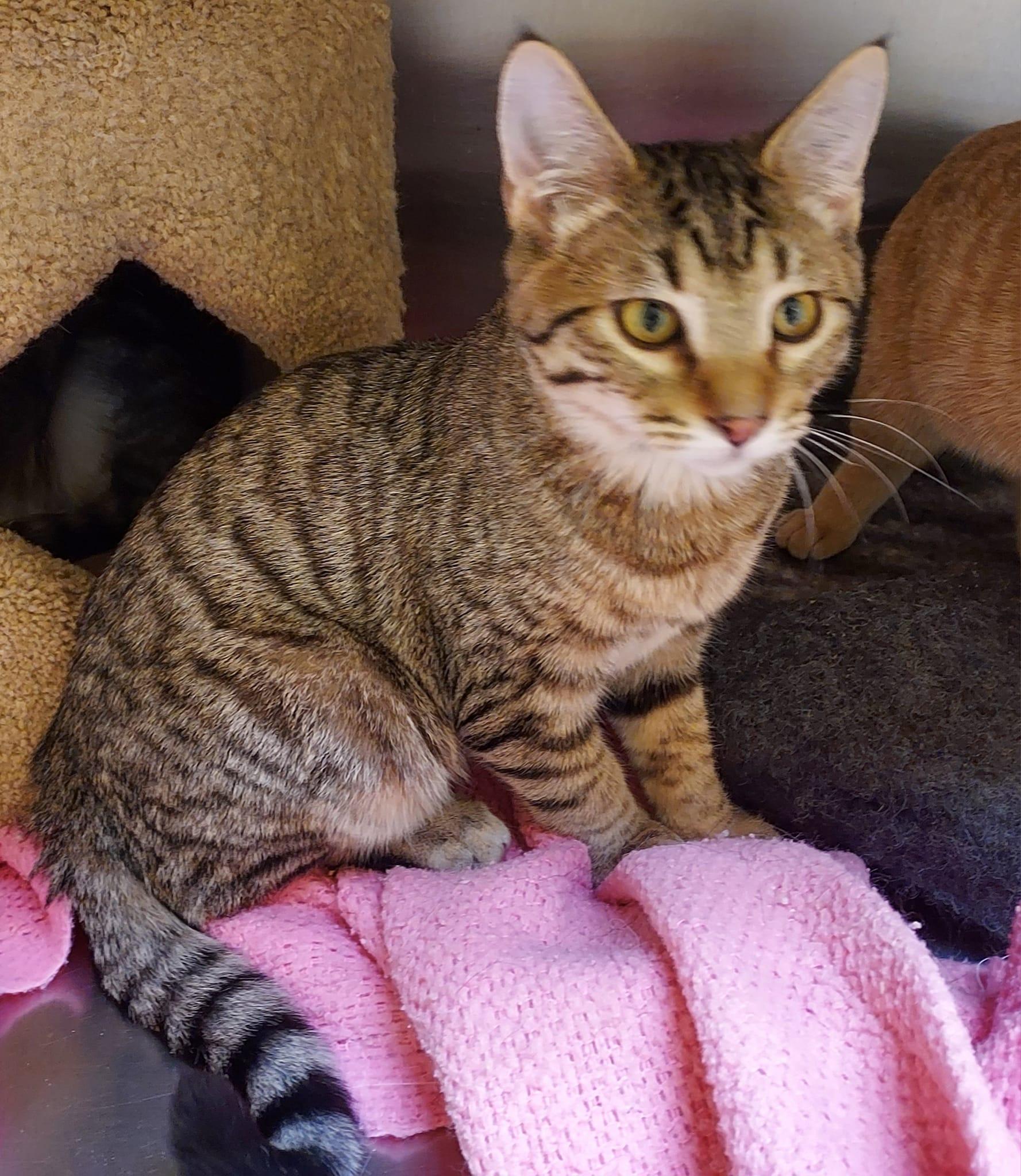 Cyrus, an adoptable Tabby, Domestic Short Hair in Libby, MT, 59923 | Photo Image 1