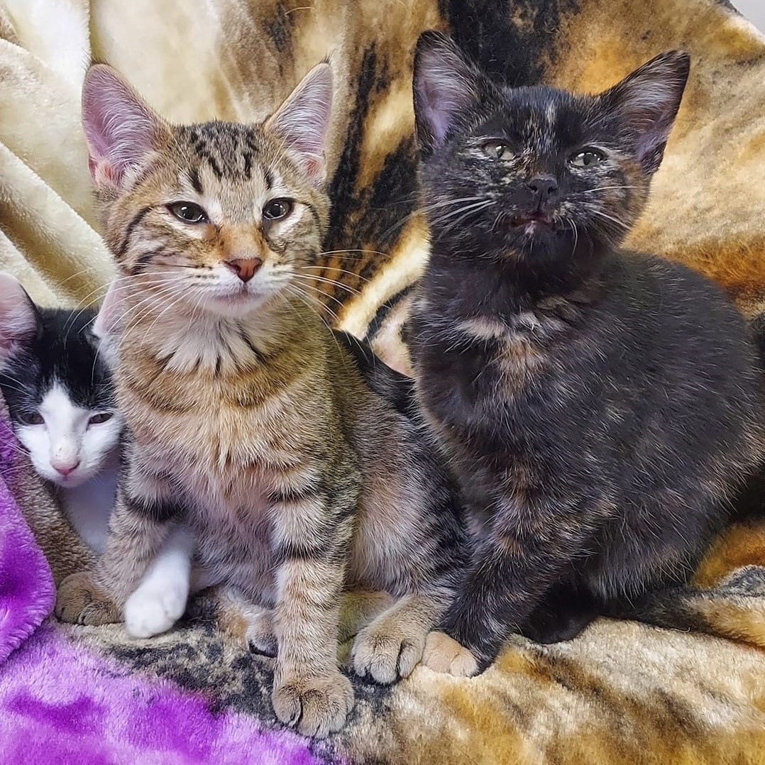 Cyrus, an adoptable Tabby, Domestic Short Hair in Libby, MT, 59923 | Photo Image 3