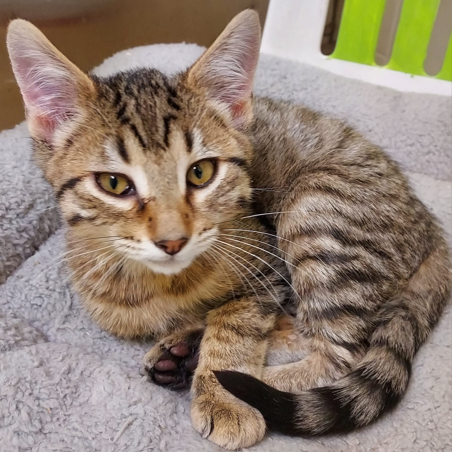 Cyrus, an adoptable Tabby, Domestic Short Hair in Libby, MT, 59923 | Photo Image 2
