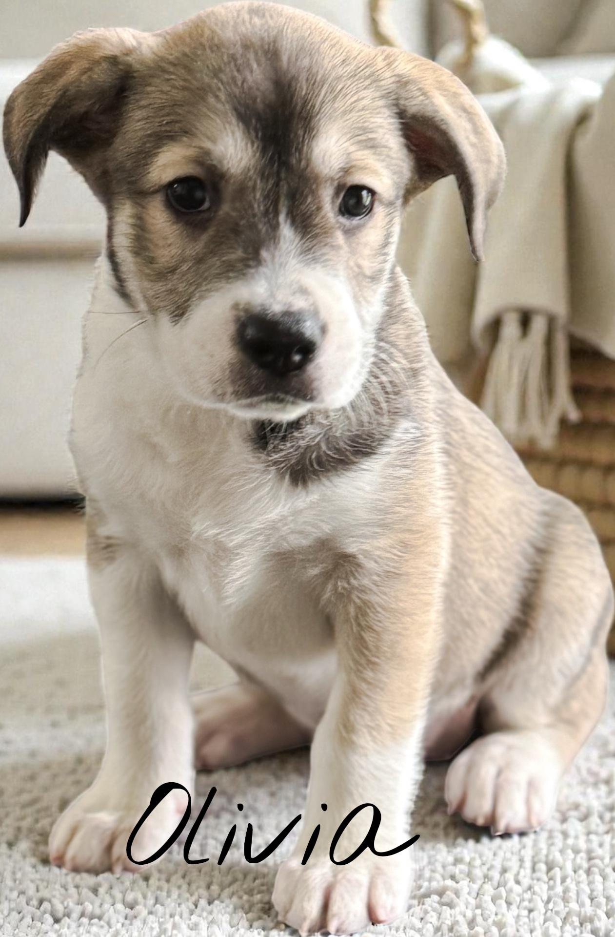 Olivia, Adoptable, Puppy Female Bulldog.