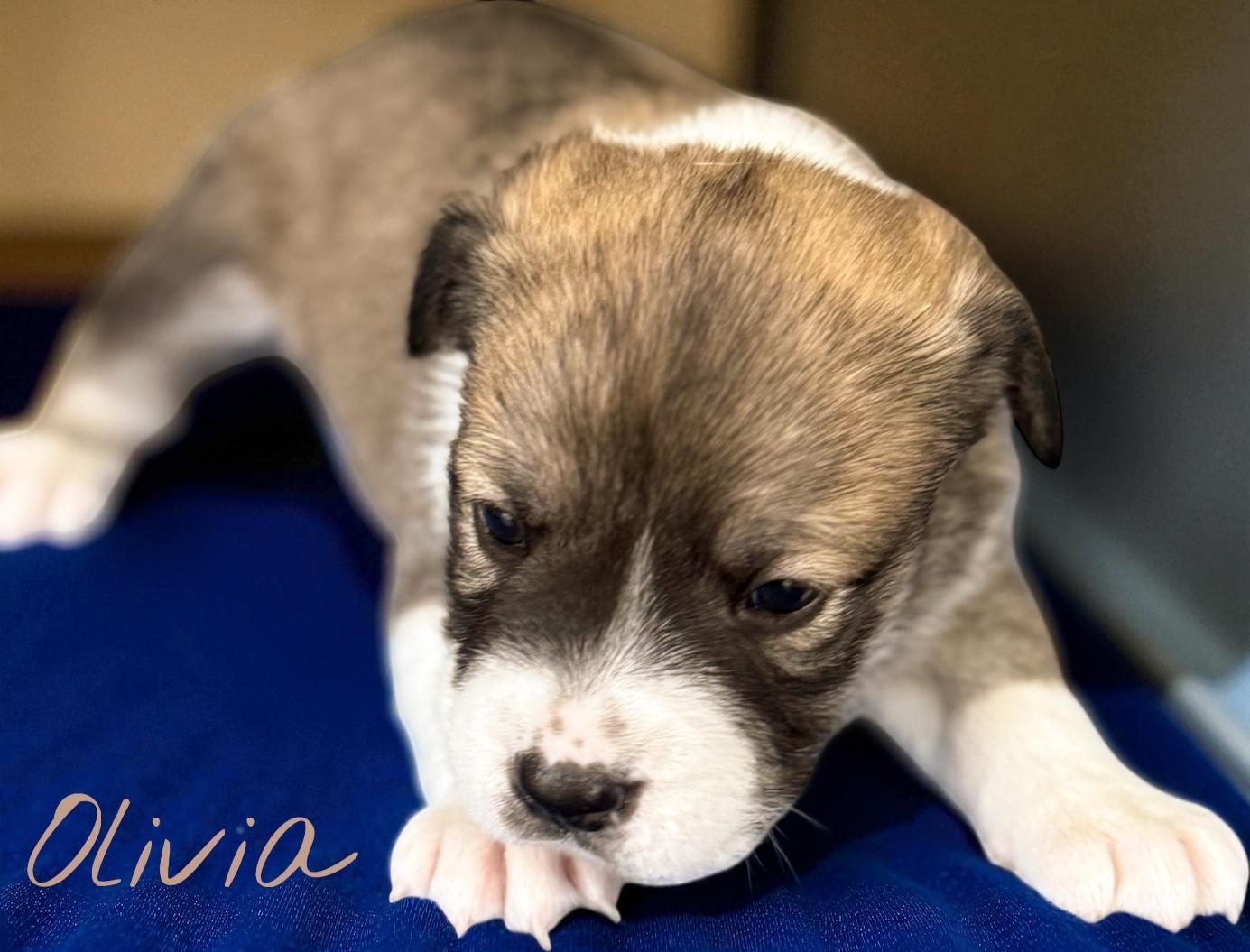 Olivia, Adoptable, Puppy Female Bulldog.