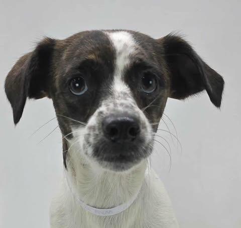 Buttter Pecan *Foster Needed*