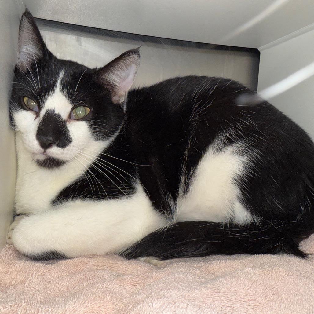 Shamrock, Adoptable, Adult Male Domestic Short Hair.
