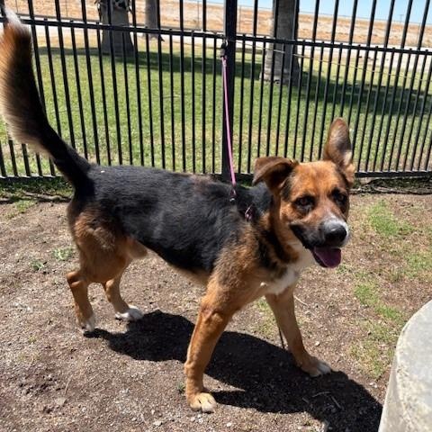 Enlarge CHRIS, a Adoptable mixed breed in Delano, CA image 2/3