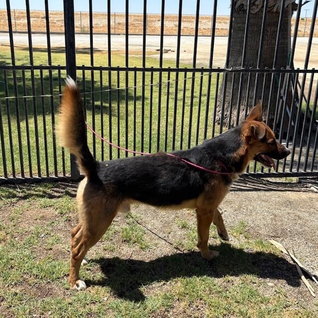 Enlarge CHRIS, a Adoptable mixed breed in Delano, CA image 3/3