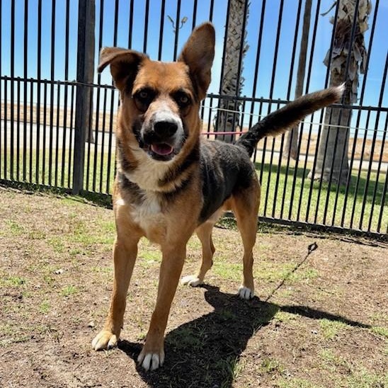 CHRIS, Adoptable, Adult Male Shepherd & Collie.