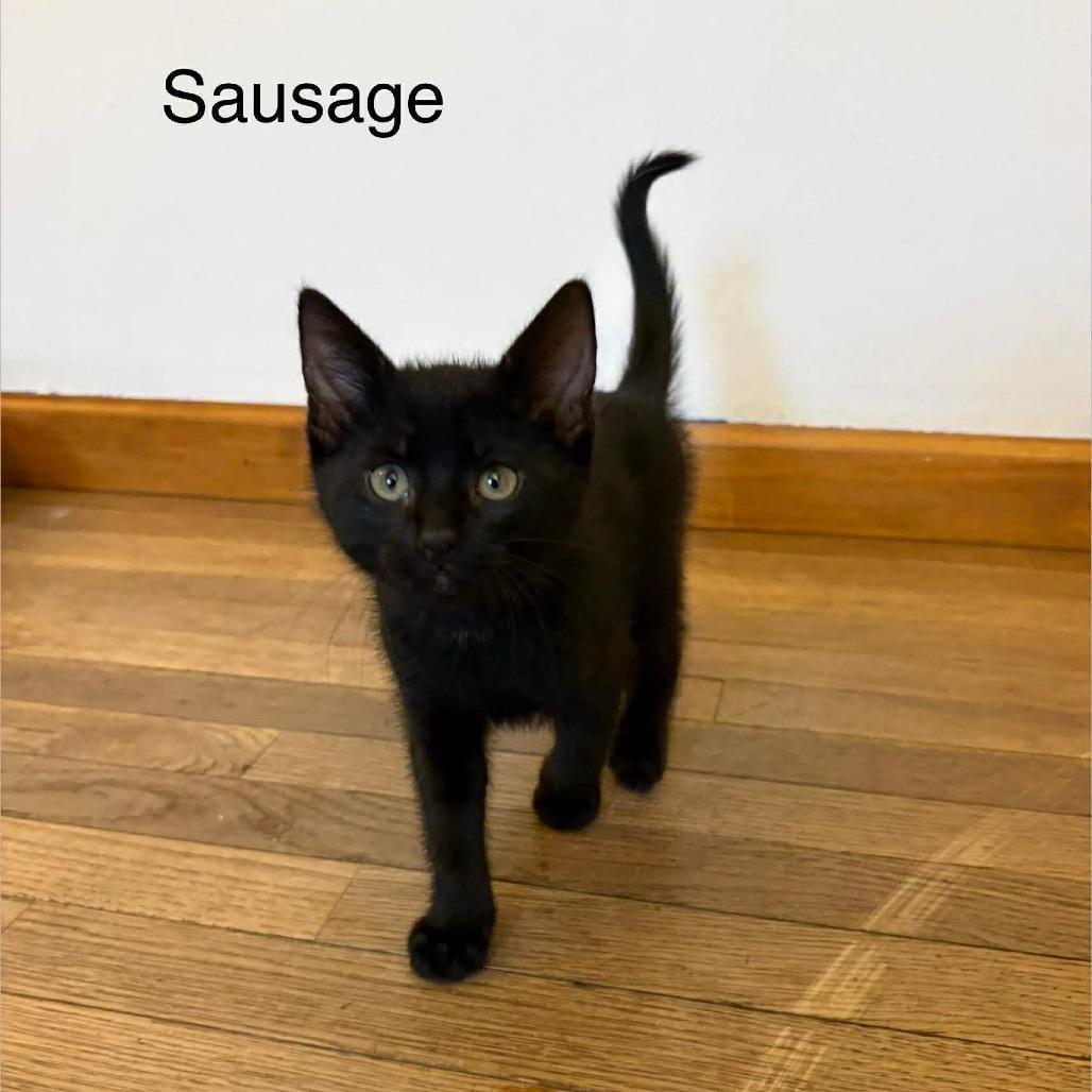 Sausage, Adoptable, Kitten Male Domestic Short Hair.