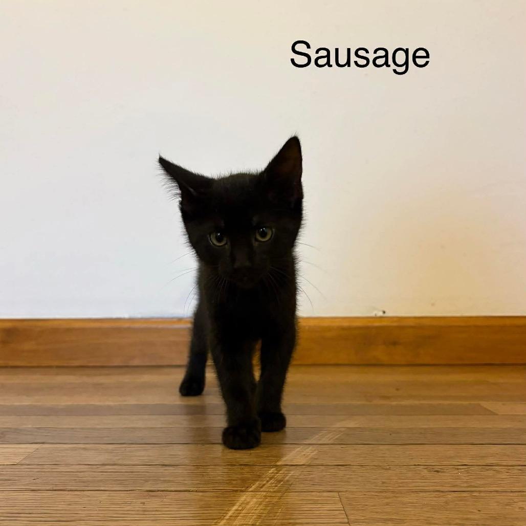 Sausage, a Adoptable Domestic Short Hair in Chillicothe, IL image 2/2