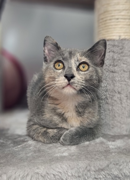 Hope, a Adopted mixed breed in Mount Pleasant, IA image 1/6