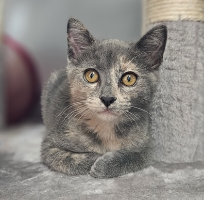 Hope, a Adopted mixed breed in Mount Pleasant, IA image 2/6