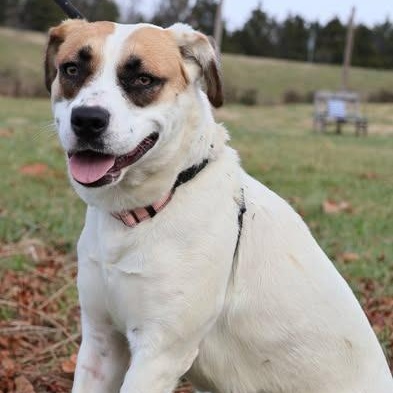 Lucy, Adoptable, Young Female Mixed Breed.
