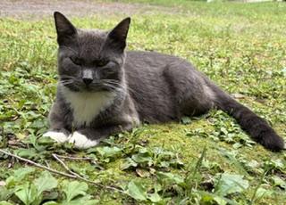 Enlarge Sara, a ADOPTABLE American Shorthair in Rochester, NY image 3/3