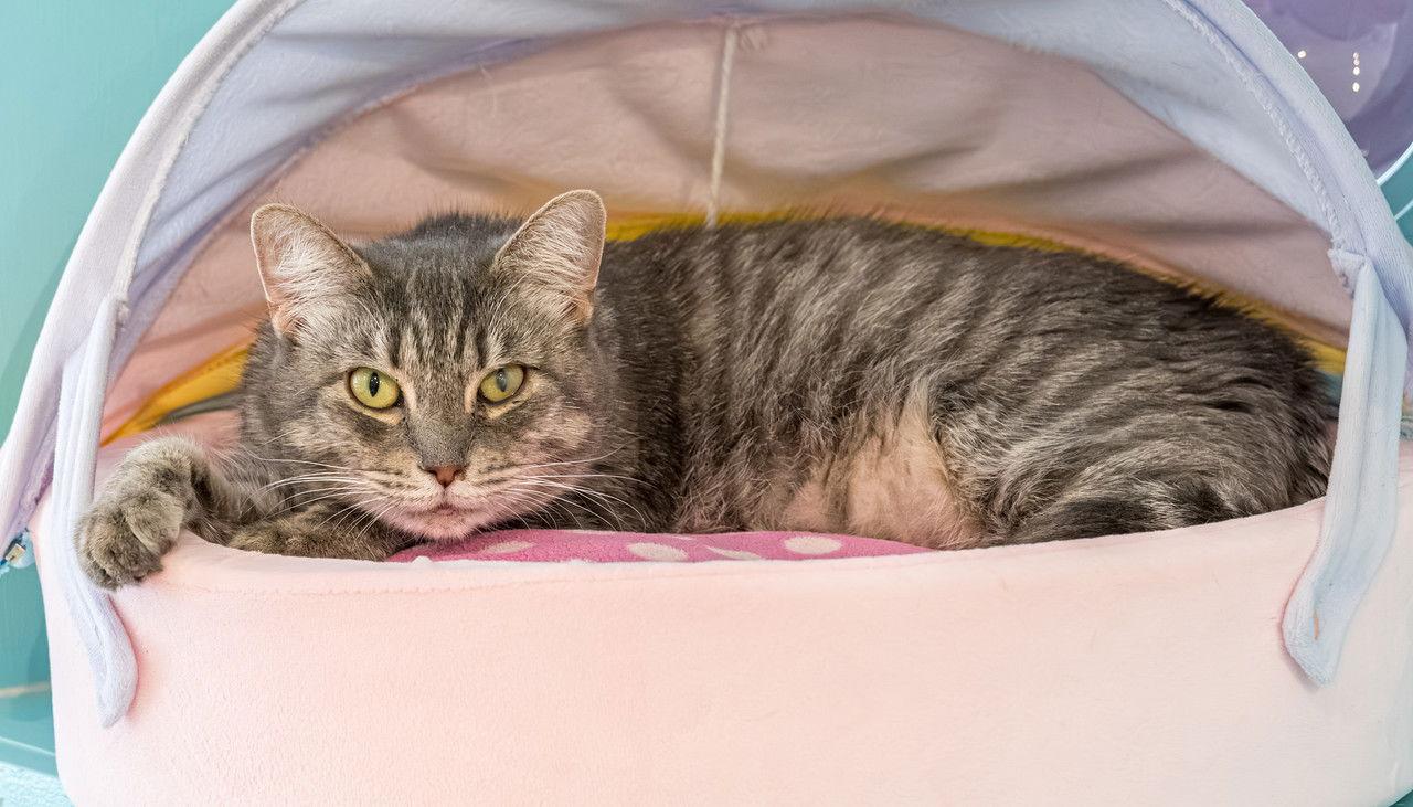 Frog Princess  Kbc thumbnail 2