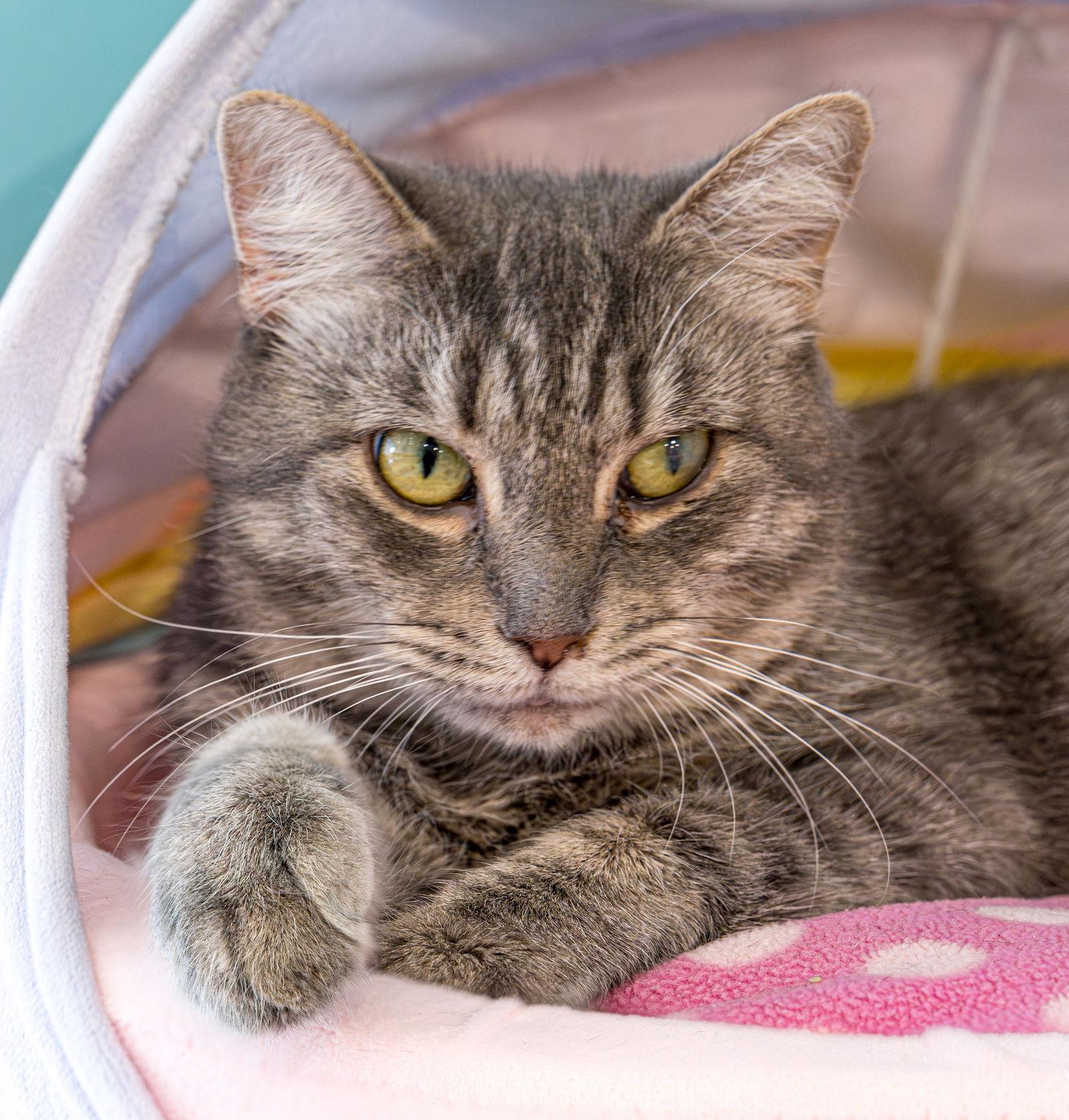 Frog Princess  Kbc thumbnail 3