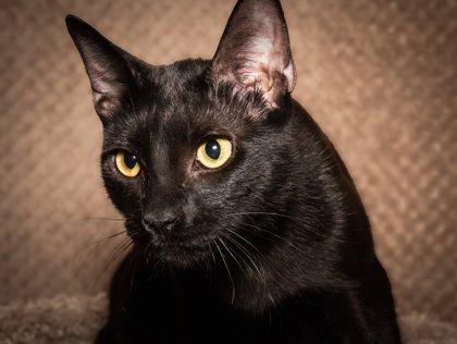 Barney, Adoptable, Kitten Male Domestic Short Hair & Domestic Short Hair.