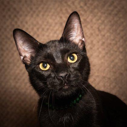 Enlarge Barney, a Adoptable Domestic Short Hair in Santa Fe, TX image 2/3