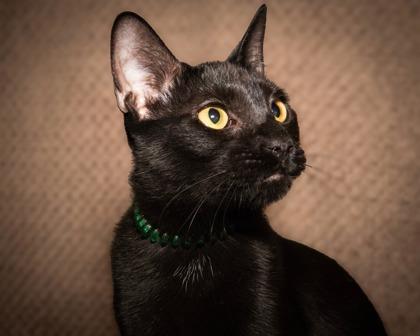 Enlarge Barney, a Adoptable Domestic Short Hair in Santa Fe, TX image 3/3