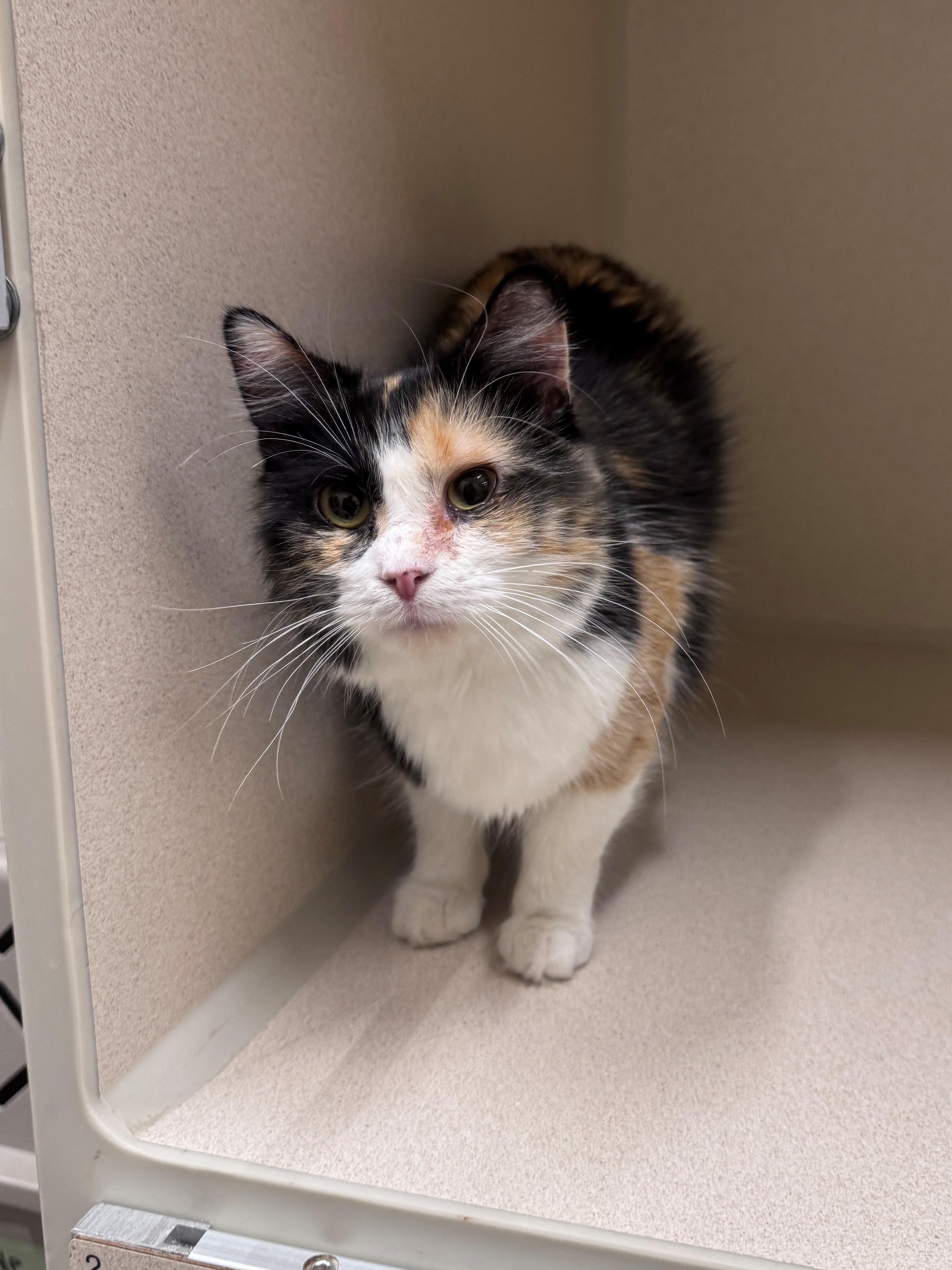 Enlarge Ellery, a ADOPTABLE Domestic Medium Hair in Hackensack, MN image 1/3