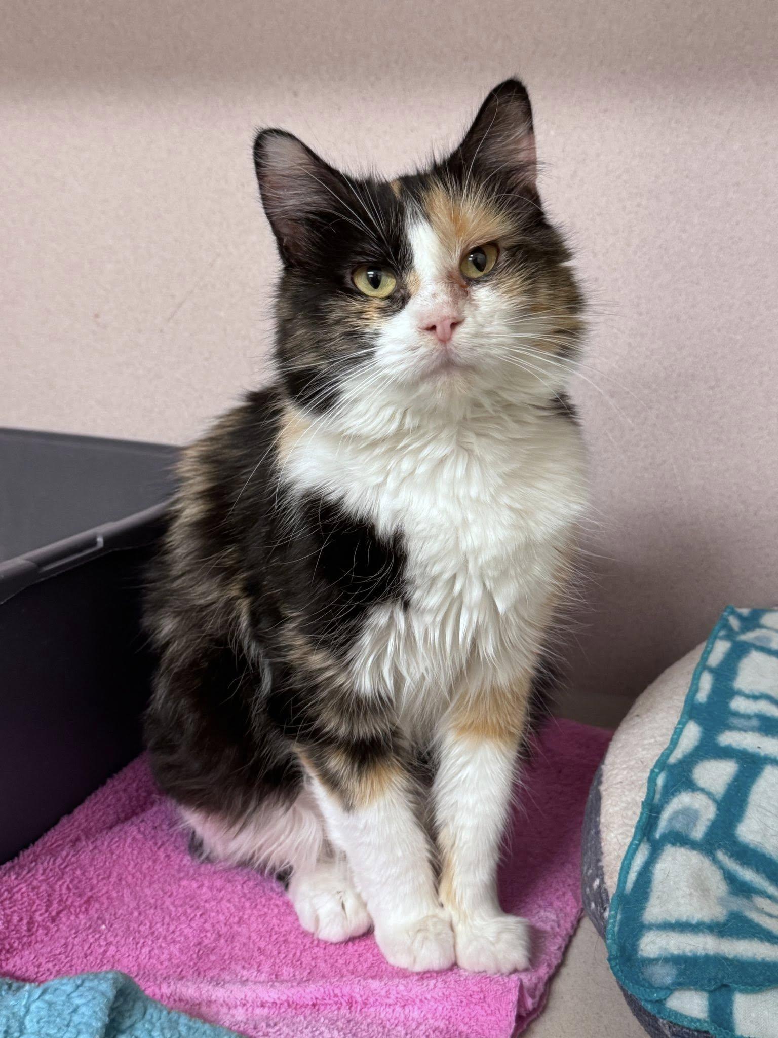 Enlarge Ellery, a ADOPTABLE Domestic Medium Hair in Hackensack, MN image 2/3