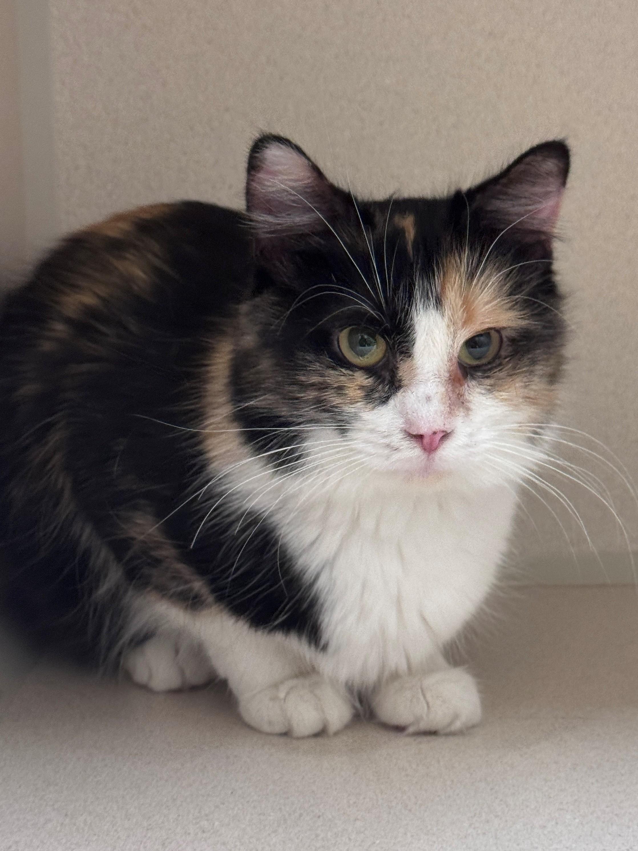 Enlarge Ellery, a ADOPTABLE Domestic Medium Hair in Hackensack, MN image 3/3