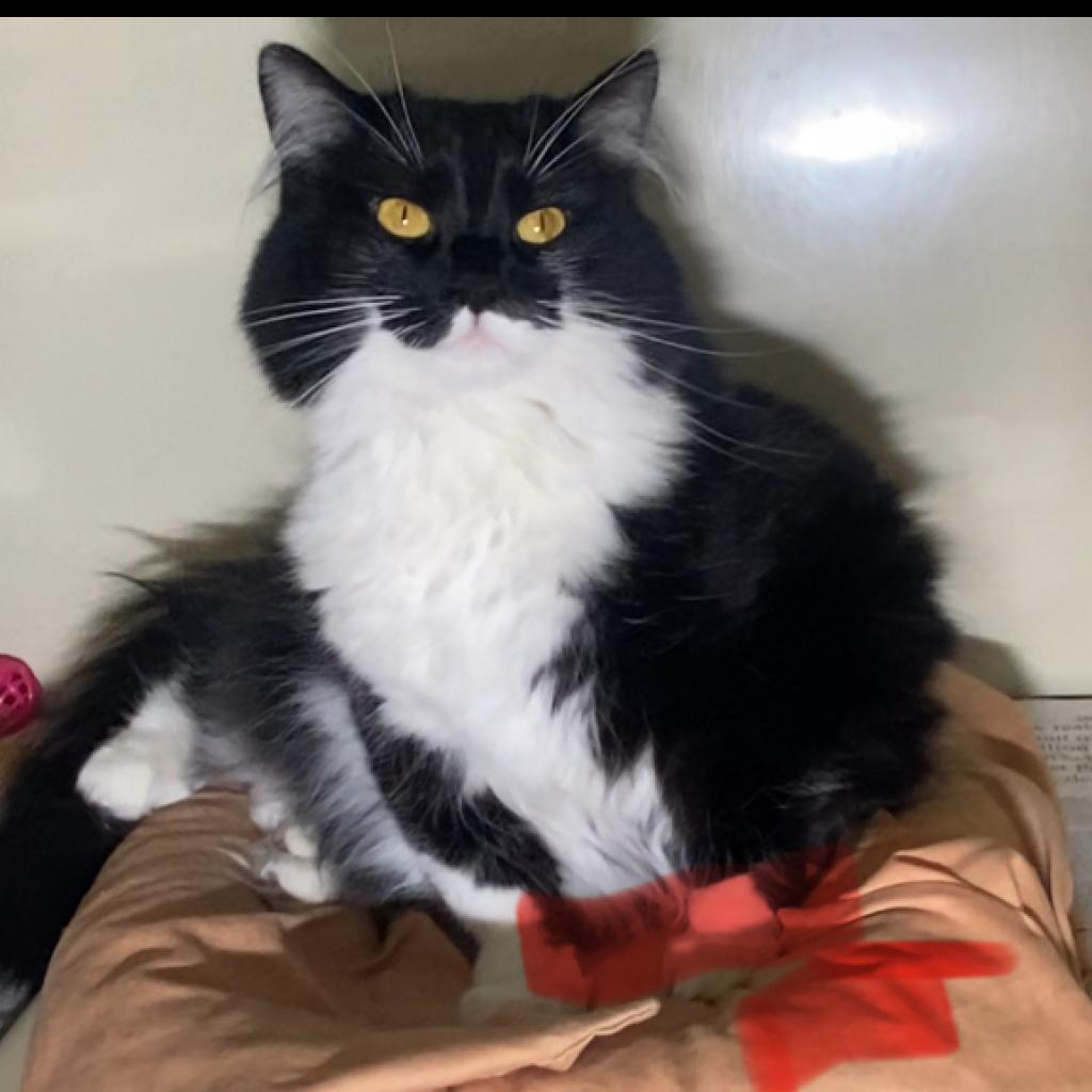 Buffy, Adoptable, Adult Female Domestic Long Hair.