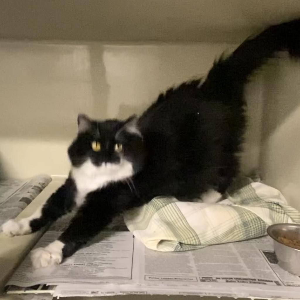 Buffy, Adoptable, Adult Female Domestic Long Hair.