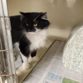 Enlarge Buffy, a Adoptable Domestic Long Hair in Kittanning, PA image 3/5