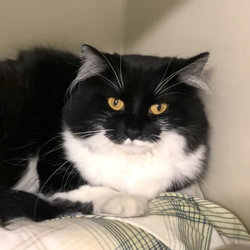 Enlarge Buffy, a Adoptable Domestic Long Hair in Kittanning, PA image 4/5