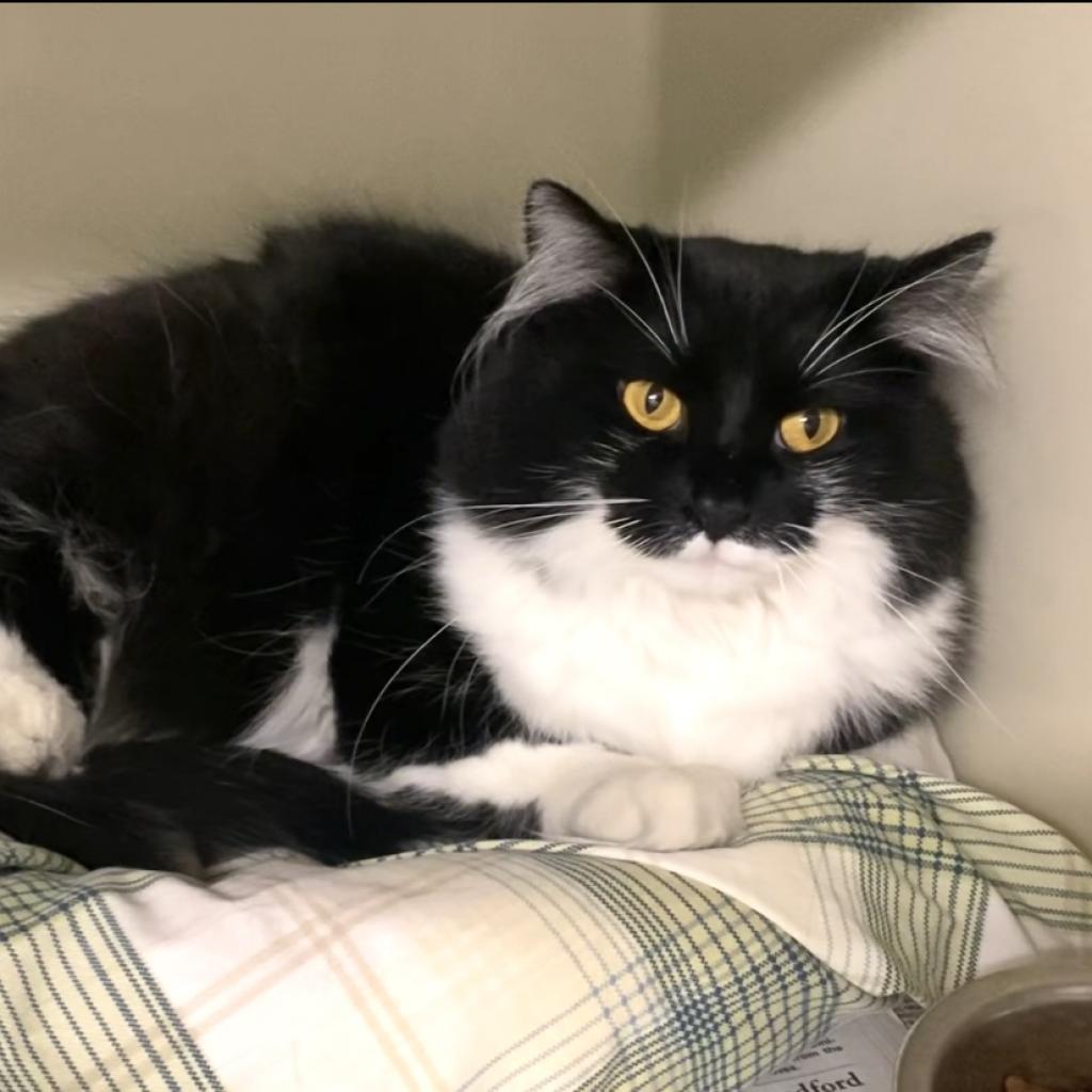 Enlarge Buffy, a Adoptable Domestic Long Hair in Kittanning, PA image 5/5