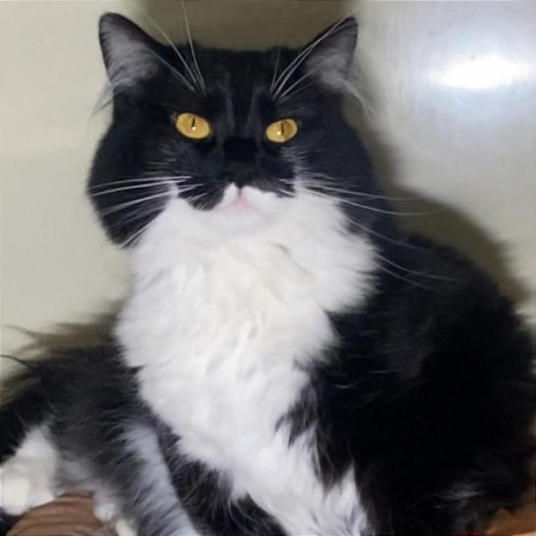 Enlarge Buffy, a Adoptable Domestic Long Hair in Kittanning, PA image 4/4