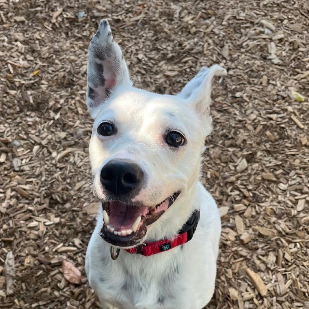 Enlarge VERA, a Adoptable mixed breed in Tacoma, WA image 1/2