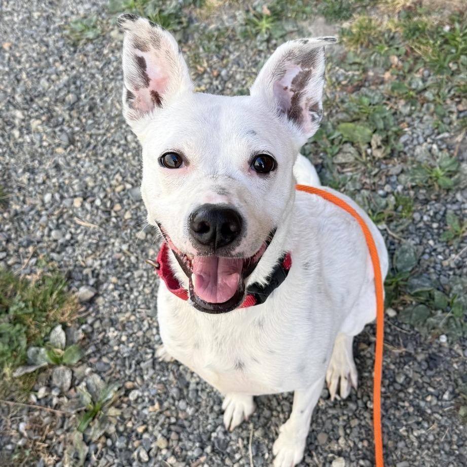 Enlarge VERA, a Adoptable mixed breed in Tacoma, WA image 2/2